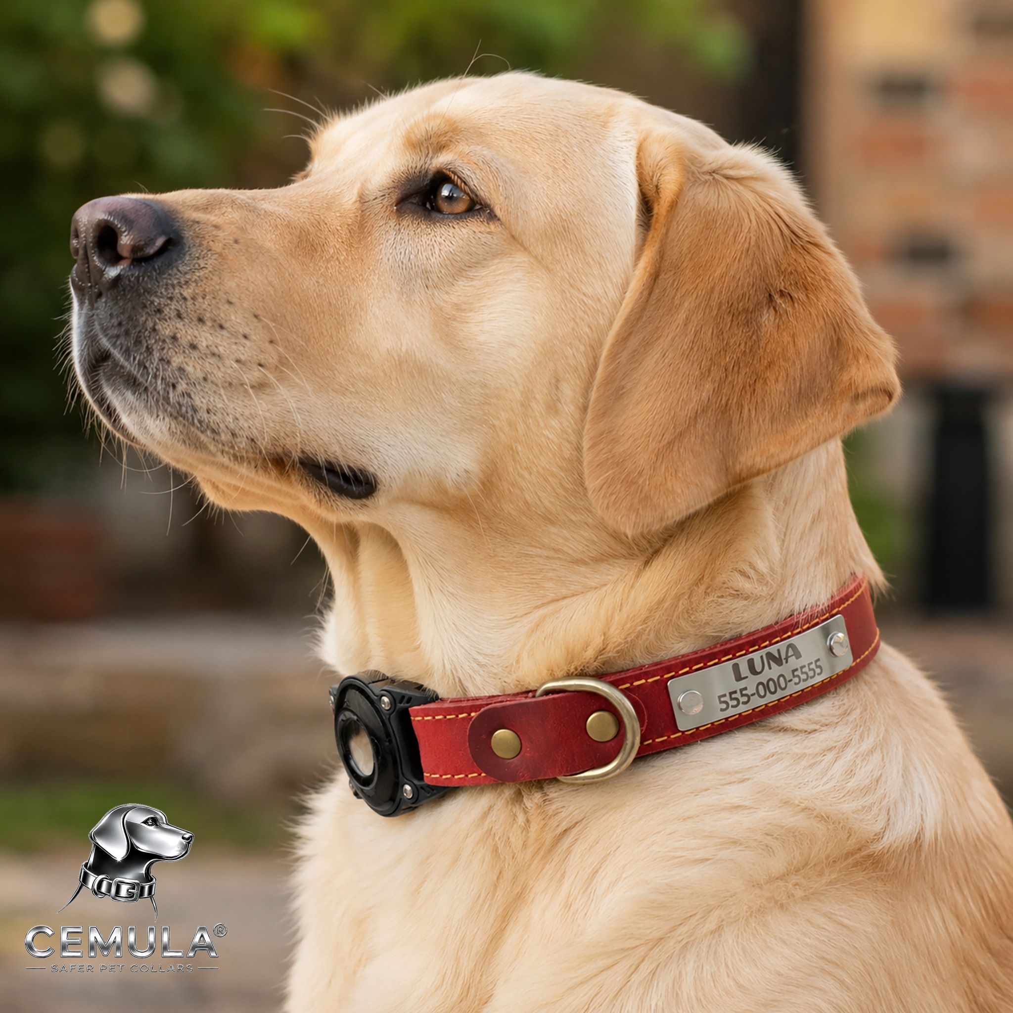 Labrador wearing a burgundy CEMULA genuine leather recovery collar with engraved ID plate and integrated AirTag holder