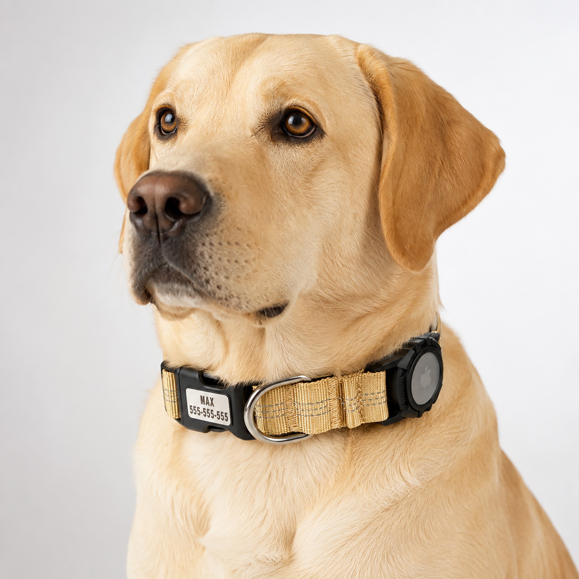 Labrador wearing a desert tan CEMULA personalized nylon recovery collar with engraved ID plate and integrated AirTag holder