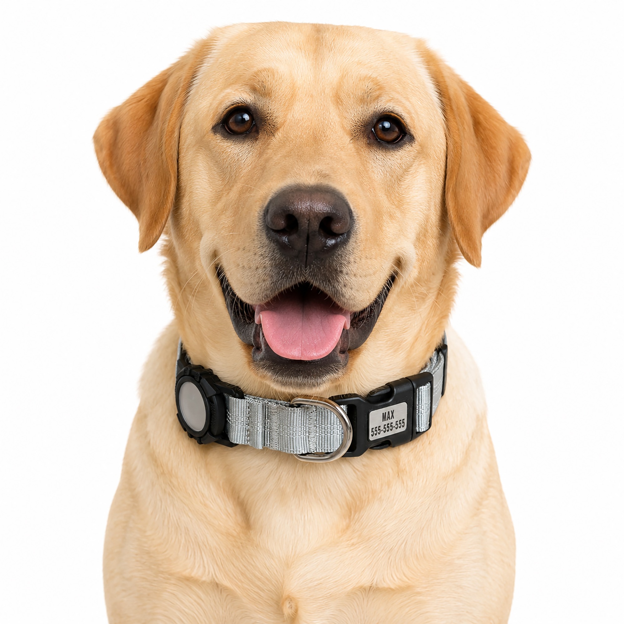 Labrador wearing a silver CEMULA personalized nylon recovery collar with engraved ID plate and integrated AirTag holder